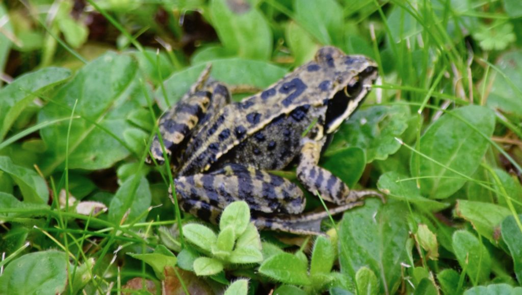 Frosch wieder in Freiheit 