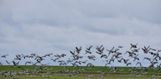 Wildgänse zu Gast in Loquard am Deich