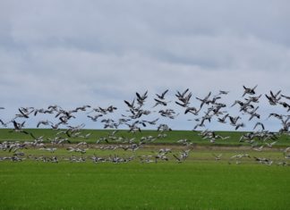 Wildgänse zu Gast in Loquard am Deich