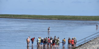 Wattwanderung für Fereingäste in Upleward Krummhörn Ostfriesland. Natur in der Nordsee erleben