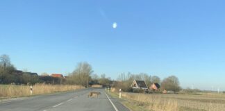 Ein Wolf kreuzt die Landesstrasse 2 bei Emden Wybelsum