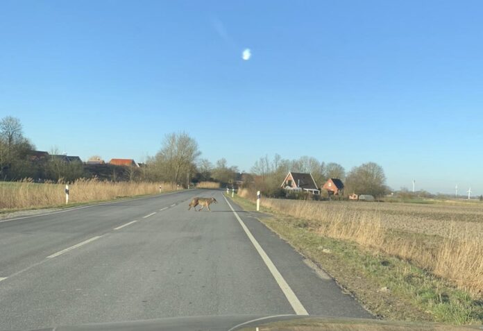 Ein Wolf kreuzt die Landesstrasse 2 bei Emden Wybelsum