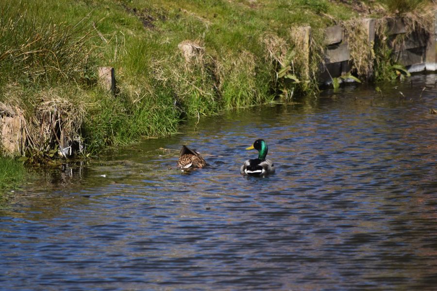 Tauchen im Burggraben Loquard April 2022