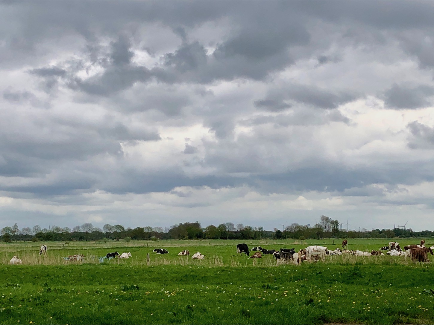 Die Kühe vom Bauernhof Zents Borgmann auf der Weide um die Ecke 