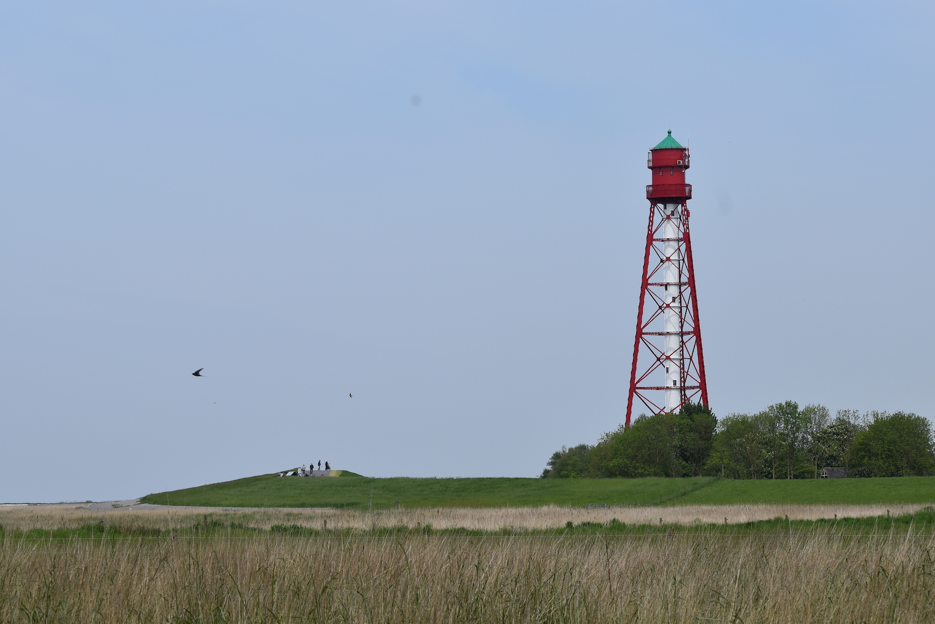 Schwalben am Leuchtturm Campen eingetroffen