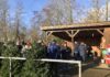 Tolle Weihnachtsbäume beim FC Loquard am 9.12.2023