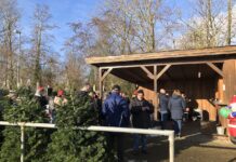 Tolle Weihnachtsbäume beim FC Loquard am 9.12.2023