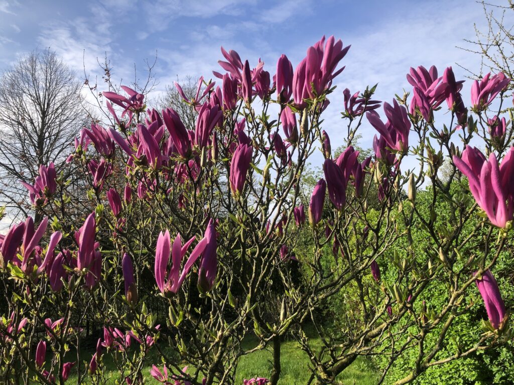 In den Gärten steht vieles in der Frühjahrsblüte Magnolien in Loquard