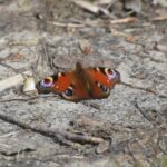 Jazzie-Schmetterling
