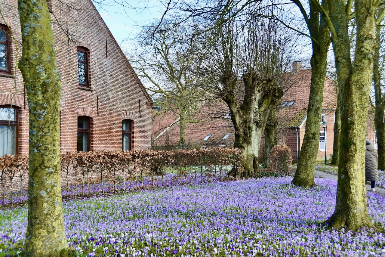Krokusse am Runden Graben in Loquard der Frühling naht
